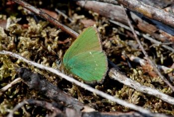 Green Hairstreak, Paul Irving Green Hairstreak