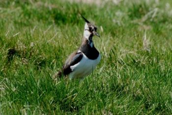 Lapwing, Paul Irving Lapwing