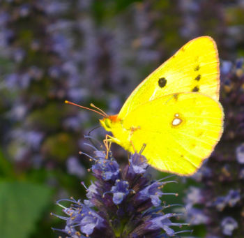 Clouded Yellow, Sharow Grange, 05/09/2014 Jill Warwick Clouded Yellow