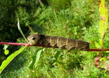Elephant Hawk Moth larva Farnham GP 17/08/2014 Mike Smithson Elephant Hawk Moth larva