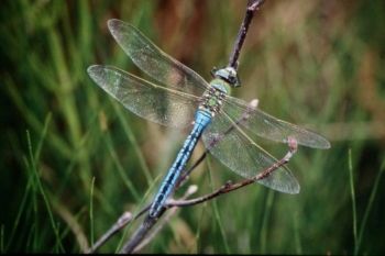 Emperor Dragonfly (male) OtleyWetland 27/11/2011 Robin Hermes Emperor Dragonfly (male)