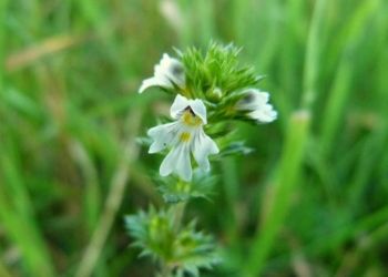 Eyebright Eyebright