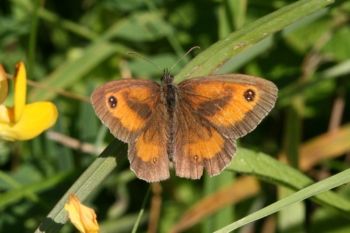 Gatekeeper, Farnham GP, 30/07/2007 David Tipping Gatekeeper