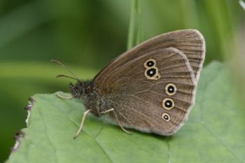 Ringlet, Farnham GP 28/06/2007 David Tipping Ringlet