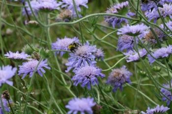 Field Scabious Field Scabious