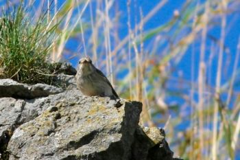 Spotted Flycatcher, Duck Street Quarry 09/08/2014 Peter Thomson Spotted Flycatcher