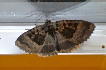 Old Lady, Killinghall, Peter Thomson, 12/6/2020 Old Lady