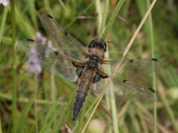 Four-spotted Chaser, FarnhamGP 19/06/2007 David Tipping Four-spotted Chaser