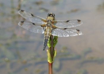 Four-spotted Chaser (praenubila), Farnham, Alan Draper Four-spotted Chaser (praenubila)