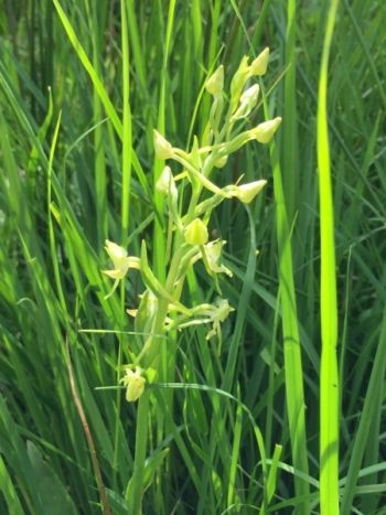 Greater Butterfly Orchid, Augill Pasture, 25/6/2017, Fraser Richmond Greater Butterfly Orchid