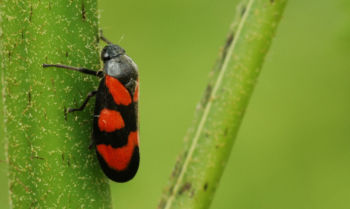 Cercopis vulnerata (froghopper sp.) StaveleyNR 20/06/2010 Paul Irving froghopper sp