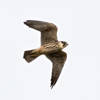 Hobby at Staveley NR, 16/9/2018, Peter Thomson Hobby