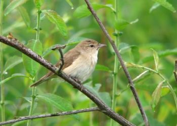 Garden Warbler, Farnham, 30/06/2009, Mike Smithson Garden Warbler