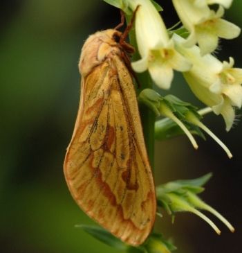 Ghost Moth (female) Sharow, Ripon 10/07/2013 Jill Warwick Ghost Moth (female)