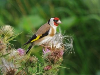 Goldfinch Farnham 03/08/2010 Mike Smithson Goldfinch