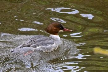 Goosander ♀ Oak Beck, Knox Mill House. 05/03/2014 Peter Thomson Goosander ♀