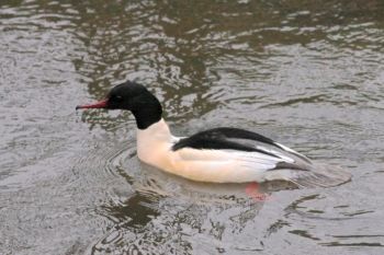 Goosander ♂ Oak Beck, Knox Mill House. 05/03/2014 Peter Thomson Goosander ♂
