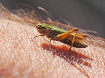 Grasshopper Duck Street Quarry 09/08/2014 Robert Chandler grasshopper