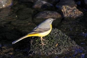 Grey Wagtail, Oak Beck, KnoxMill 10/03/2014 Peter Thomson Grey Wagtail