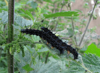 Peacock caterpillars, Helperby 19/07/2010 David Tipping Peacock caterpillars