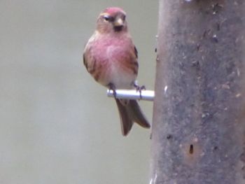 Redpoll High Batts 03/01/2015 Will Rich Redpoll