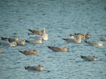 Iceland Gull, Bar Lane, Knaresborough 27/02/2014 Les Lancaster Iceland Gull