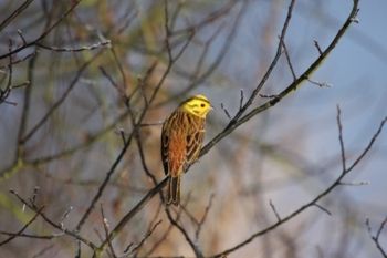 Yellowhammer 07/02/2012 Brian Darbyshire Yellowhammer