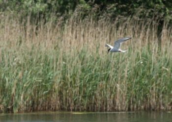 Common Tern, 04/06/2012 Brian Darbyshire Common Tern