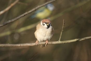 Tree Sparrow, 07/01/2012 Brian Darbyshire Tree Sparrow