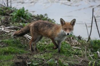 Fox on lake shore, Farnham GP, 19/03/2012 Brian Darbyshire Fox