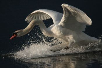Mute Swan, 13/05/2011 Brian Darbyshire Mute Swan