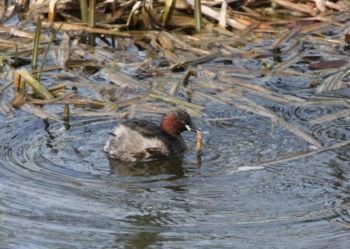 Little Grebe with Smooth Newt, 16/03/2012 Brian Darbyshire Little Grebe with Smooth Newt