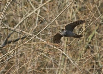 Sparrowhawk 24/02/2012 Brian Darbyshire Sparrowhawk