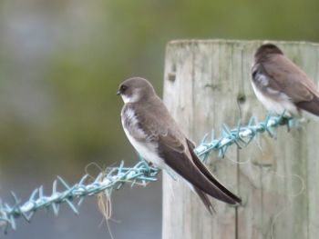 Sand Martin, Hay-a-Park 04/05/2015 Stephen Root Sand Martin