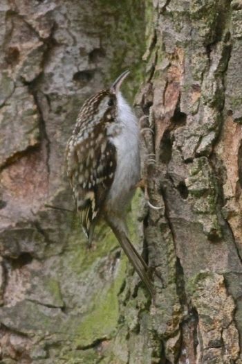 Treecreeper Knox Mill House 02/04/2014 Peter Thomson Treecreeper