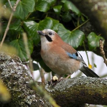 Jay Knox Mill House 28/04/2014 Peter Thomson Jay