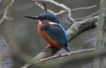 Kingfisher Hookstone Wood 16/11/2014 Steve Abbott Kingfisher