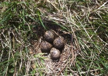 Lapwings' Nest, Silverdale 15/04/2014 Sue Coldwell Lapwings' Nest