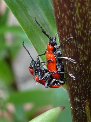 Lily Beetle, New Park, 23/05/2011 Will Rich Beetle, Lily