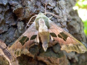 Lime Hawk-moth, Sharow, near Ripon 00/06/2015 Jill Warwick Lime Hawk-moth