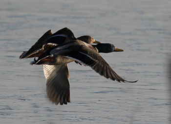 Mallard pair Staveley 16/02/2016 Malcolm Jones Mallard pair