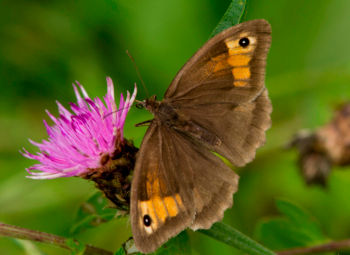 Meadow Brown, NosterfieldNR 20/08/2012 Malcolm Jones Meadow Brown