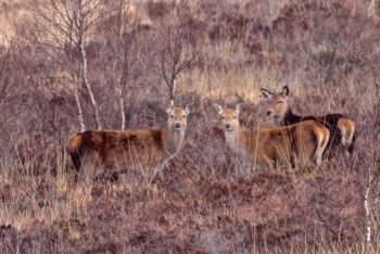 Deer, Red Brimham 25/02/2014 Peter Thomson