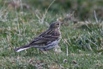 Meadow Pipit, Scar House 25/04/2015 Peter Thomson Meadow Pipit