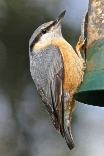 Nuthatch Harlow Carr 23/03/2014 Peter Thomson Nuthatch
