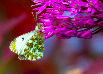 Orange Tip ♀, Harlow Hill 21/05/2014 Malcolm Jones Orange Tip ♀