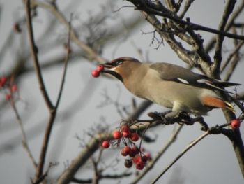 Waxwing, Woodlands Service Station, Harrogate 15/12/2012 Steve Abbott Waxwing