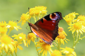 Peacock, High Batts NR 28/08/2012 Robert Chandler Peacock