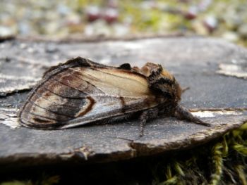 Pebble Prominent, Sharow, near Ripon 00/04/2011 Jill Warwick Pebble Prominent