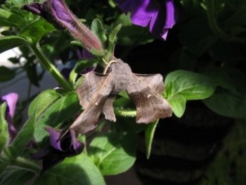 Poplar Hawkmoth, 09/06/2008 Sue Evison Poplar Hawkmoth